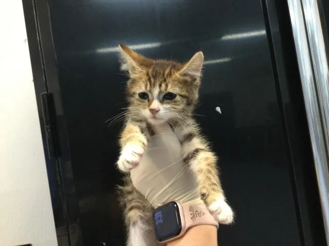 A baby small-sized female Domestic Short Hair cat named Reina Misterio for adoption in Thousand Palms, CA