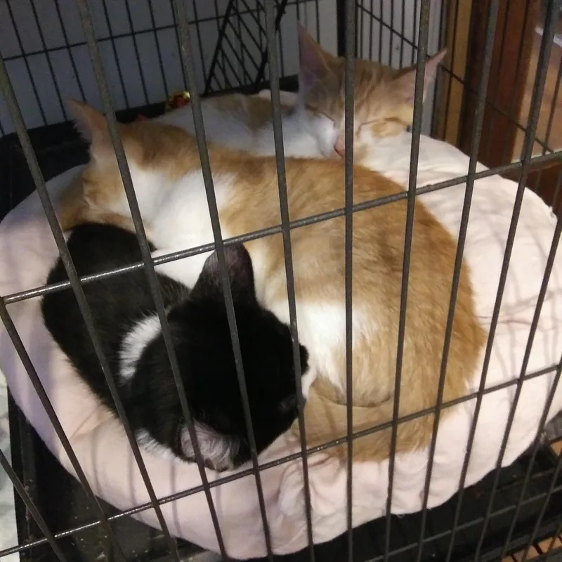 A baby medium-sized male Domestic Medium Hair cat named Finley for adoption in Port Wentworth, GA
