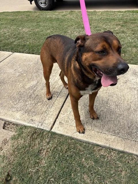 An adult large-sized male Black Mouth Cur dog named Redding for adoption in Pearland, TX