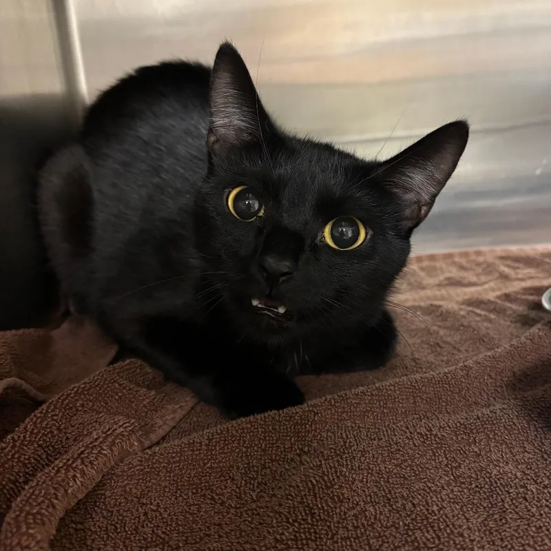 A young medium-sized female Black Domestic Short Hair cat named Larrie for adoption in Ottawa, KS