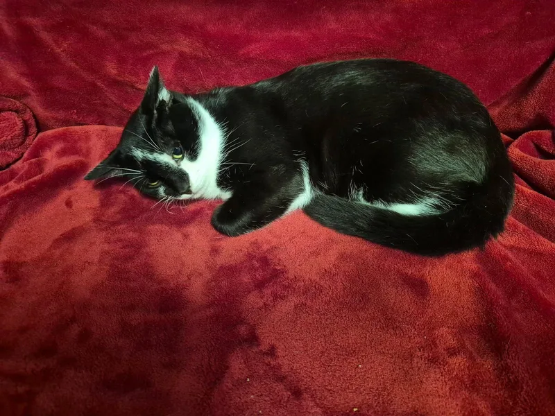 An adult medium-sized male Black & White / Tuxedo Domestic Short Hair cat named Jagger for adoption in Oviedo, FL