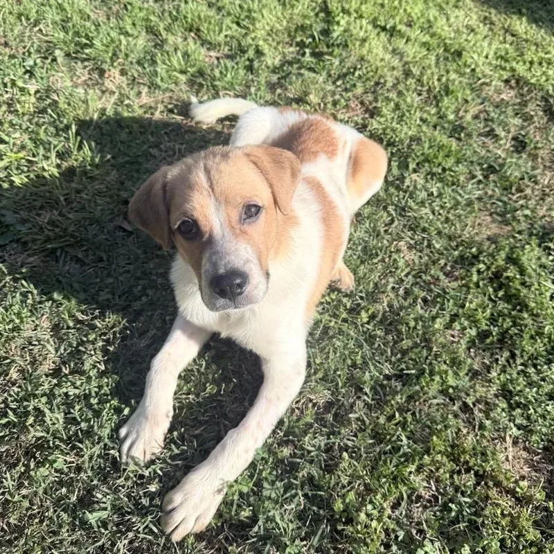A baby small-sized female White / Cream Mixed Breed dog named Starshine for adoption in Fredericksburg, VA