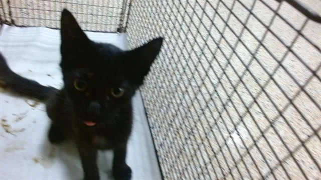 A baby small-sized female Domestic Short Hair cat named Boo for adoption in Miami, FL