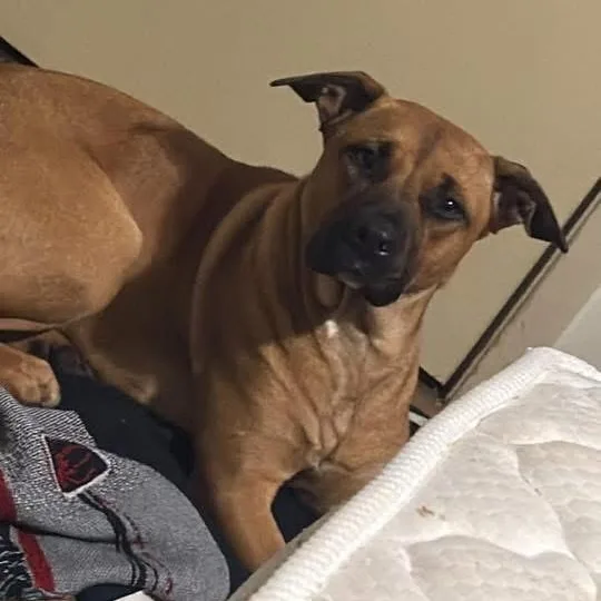 A young medium-sized female Brown / Chocolate Pit Bull Terrier dog named Goose for adoption in Charleston , WV