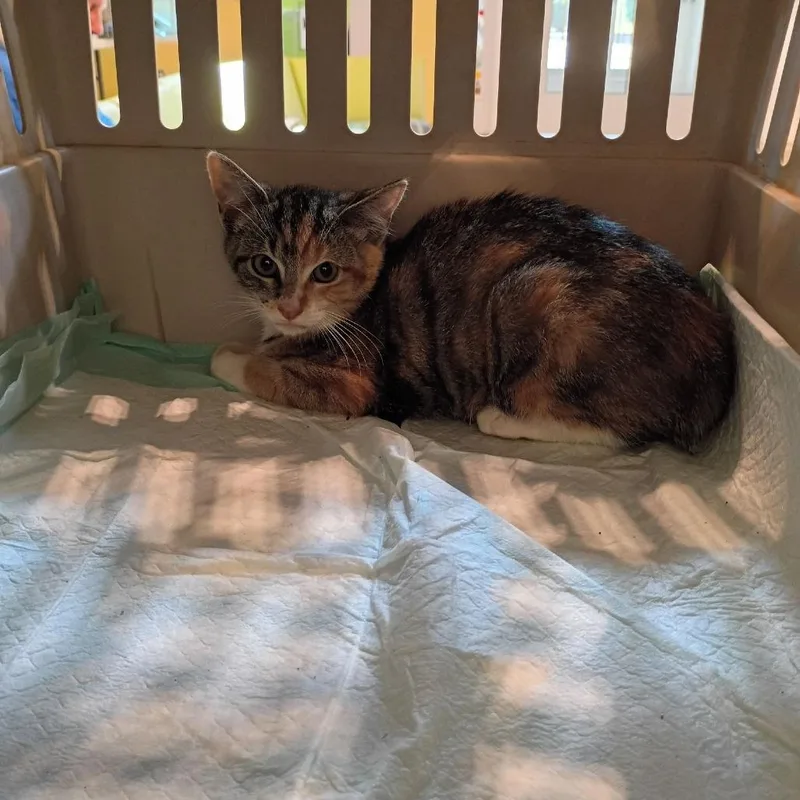 A baby small-sized female Torbie Domestic Short Hair cat named Gilraen for adoption in Lynchburg, VA