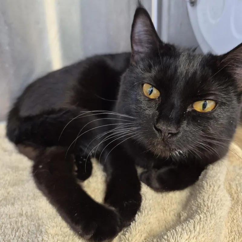 A young medium-sized female Black Domestic Short Hair cat named Blueberry for adoption in Natick, MA