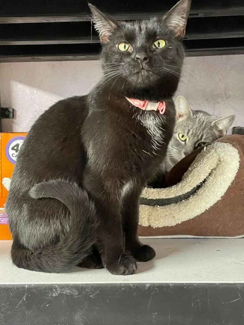 Stella Jones thumbnail 2