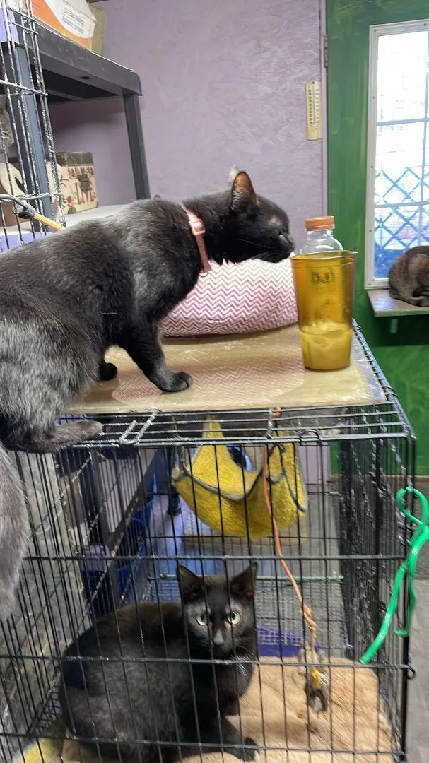 Stella Jones thumbnail 3