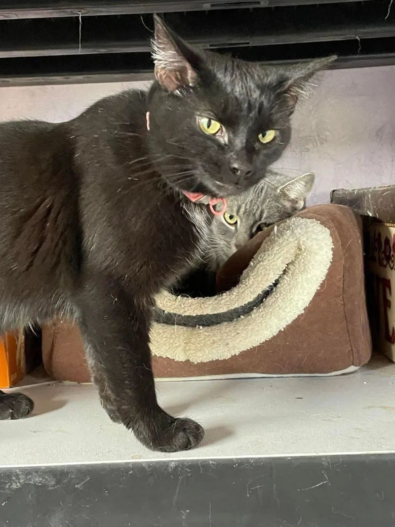 Stella Jones thumbnail 4