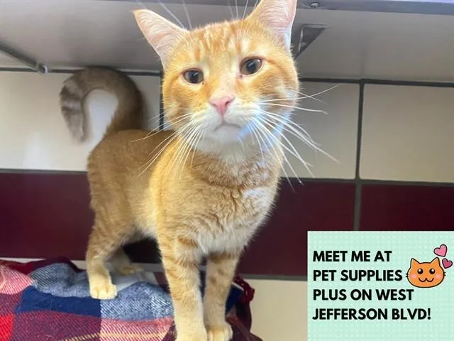A young medium-sized male Domestic Short Hair cat named Bucky for adoption in Fort Wayne, IN