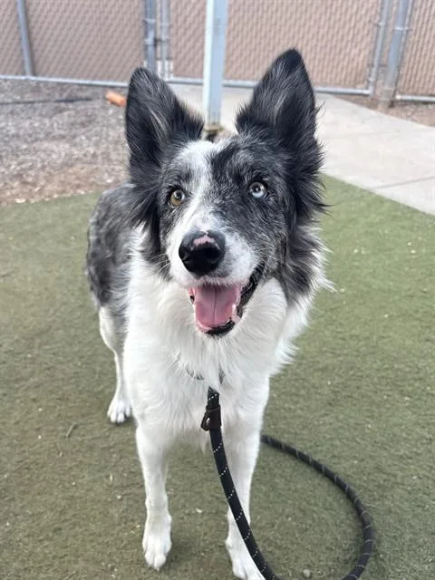 A young large-sized female Border Collie dog named Monopoly for adoption in Phoenix, AZ