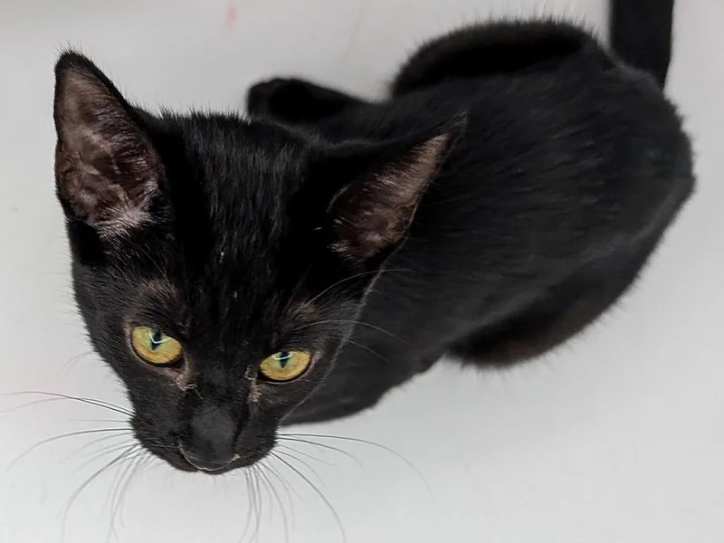 A baby small-sized female Domestic Short Hair cat named Hazel for adoption in Powell, OH