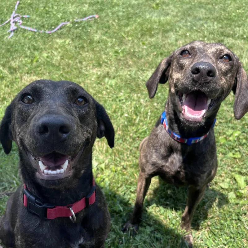 An adult medium-sized female Brindle Hound dog named Macchiato for adoption in West Jefferson, OH