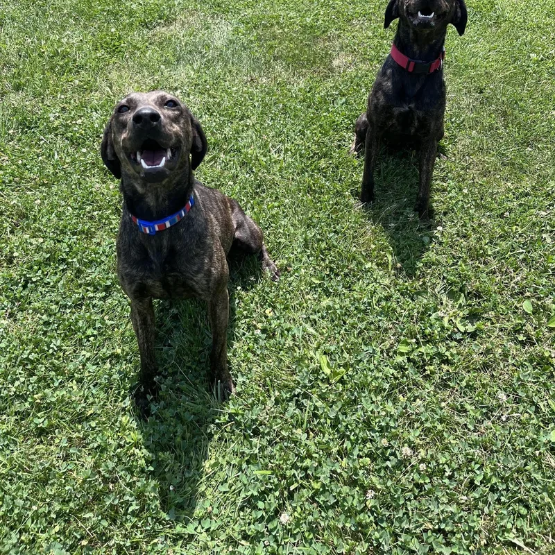 Macchiato thumbnail 3