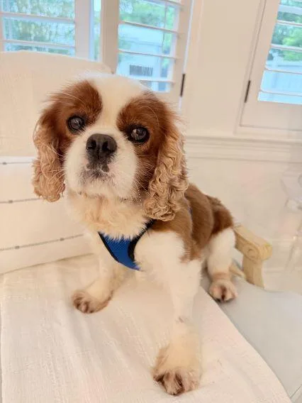 An adult small-sized male Cavalier King Charles Spaniel dog named Rory for adoption in Pass Christian, MS