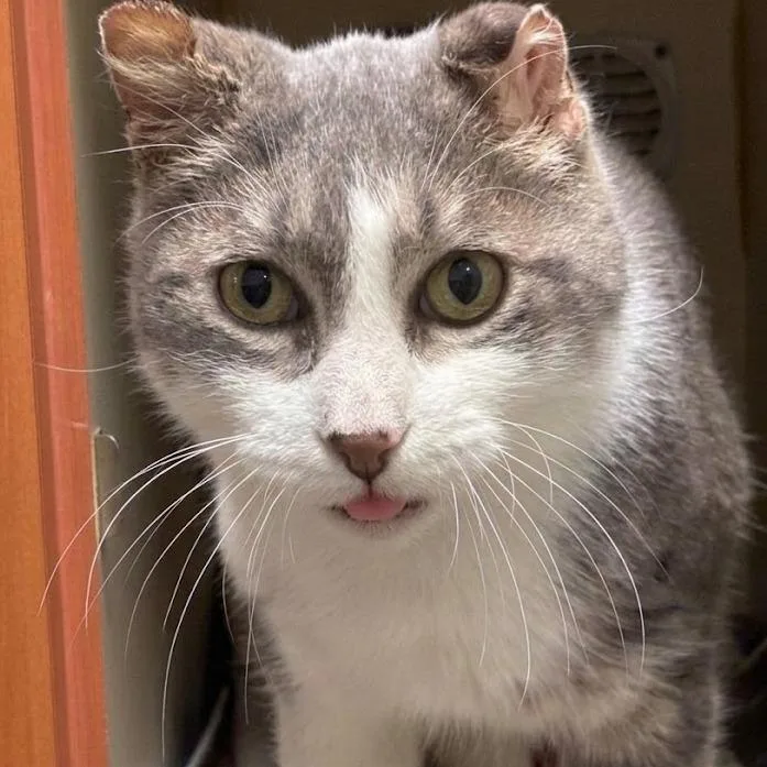 A senior large-sized male Gray / Blue / Silver Domestic Short Hair cat named Loveable Larry for adoption in South Elgin, IL