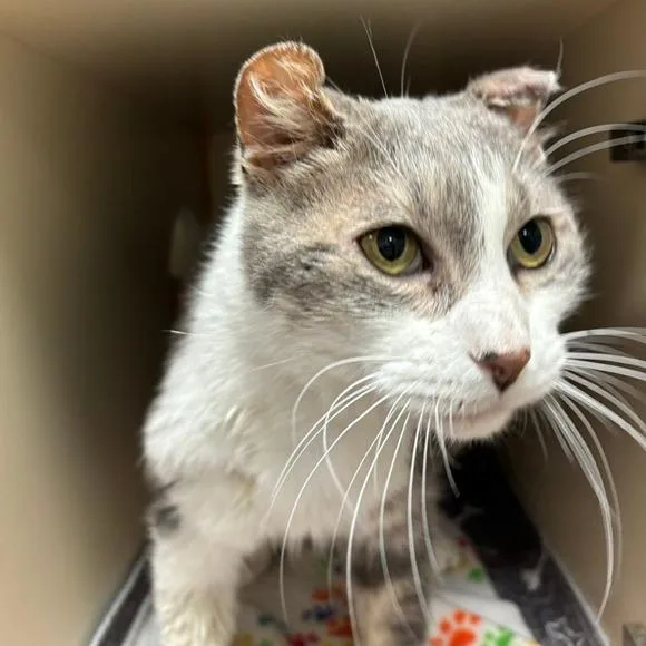 Loveable Larry thumbnail 2