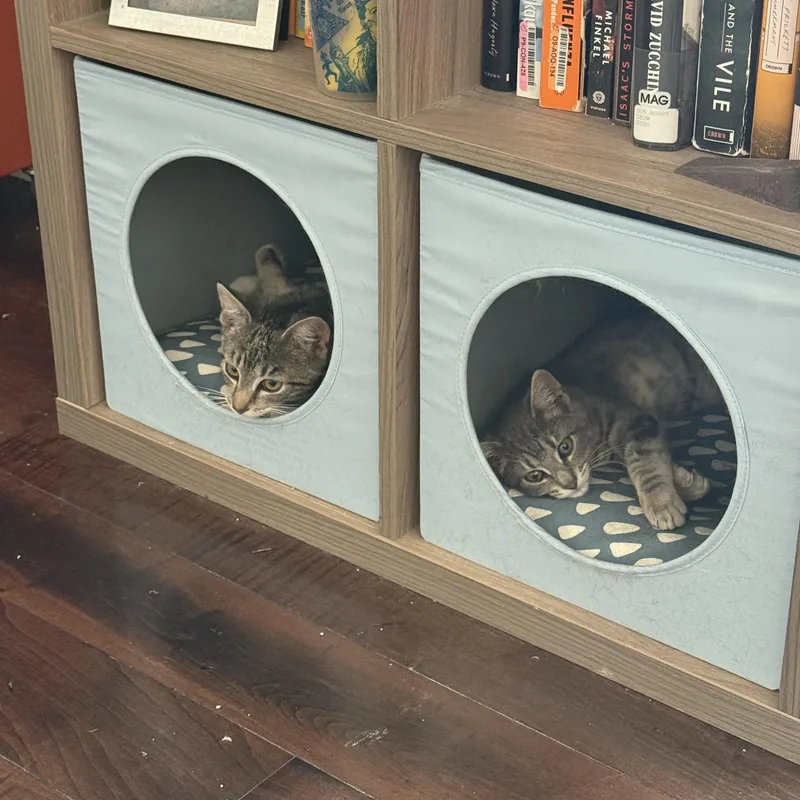 A baby medium-sized male Tabby (Buff / Tan / Fawn) American Shorthair cat named Frank and Renley for adoption in Philadelphia, PA
