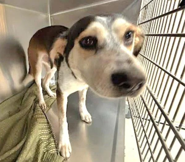 A young medium-sized male Australian Cattle Dog / Blue Heeler dog named Benji for adoption in Austin, TX