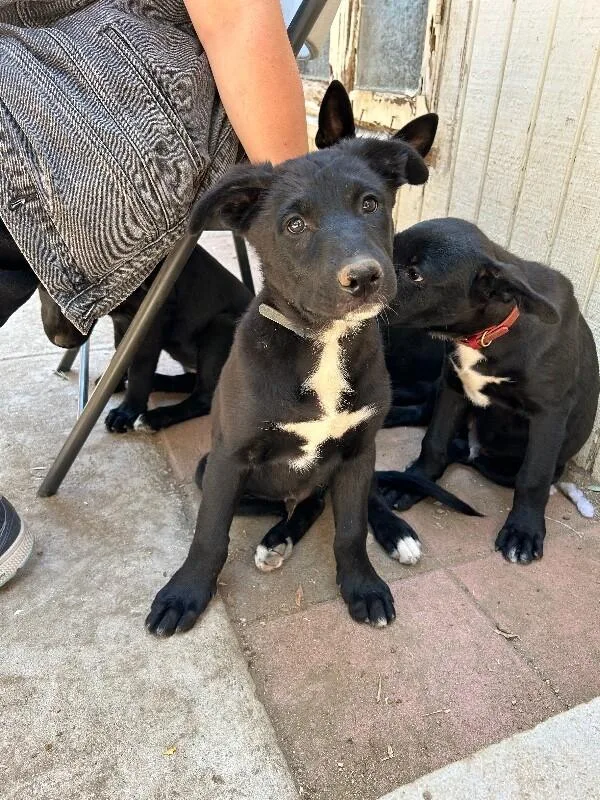 A baby large-sized male Black Shepherd dog named Blue for adoption in Van Nuys, CA