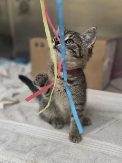 A baby small-sized female Domestic Short Hair cat named Otter Pop for adoption in Westland, MI