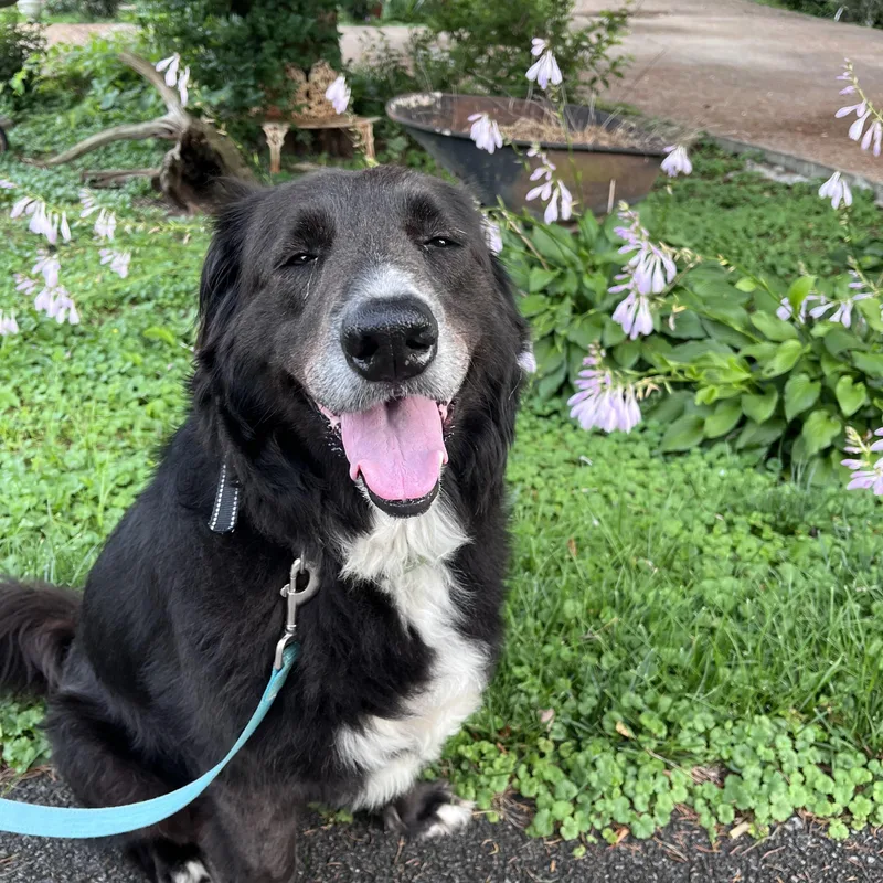 A senior large-sized female Black Border Collie dog named Cali the Dog for adoption in Murray, KY