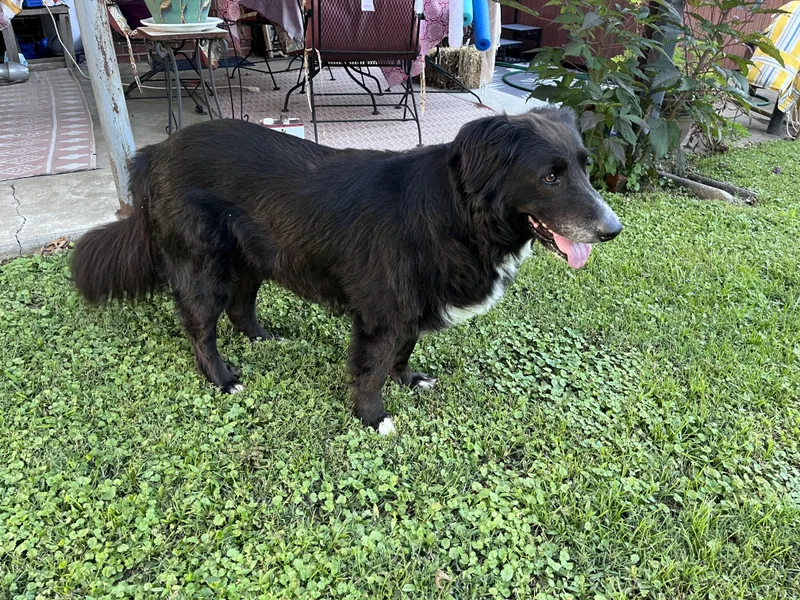Cali the Dog thumbnail 2