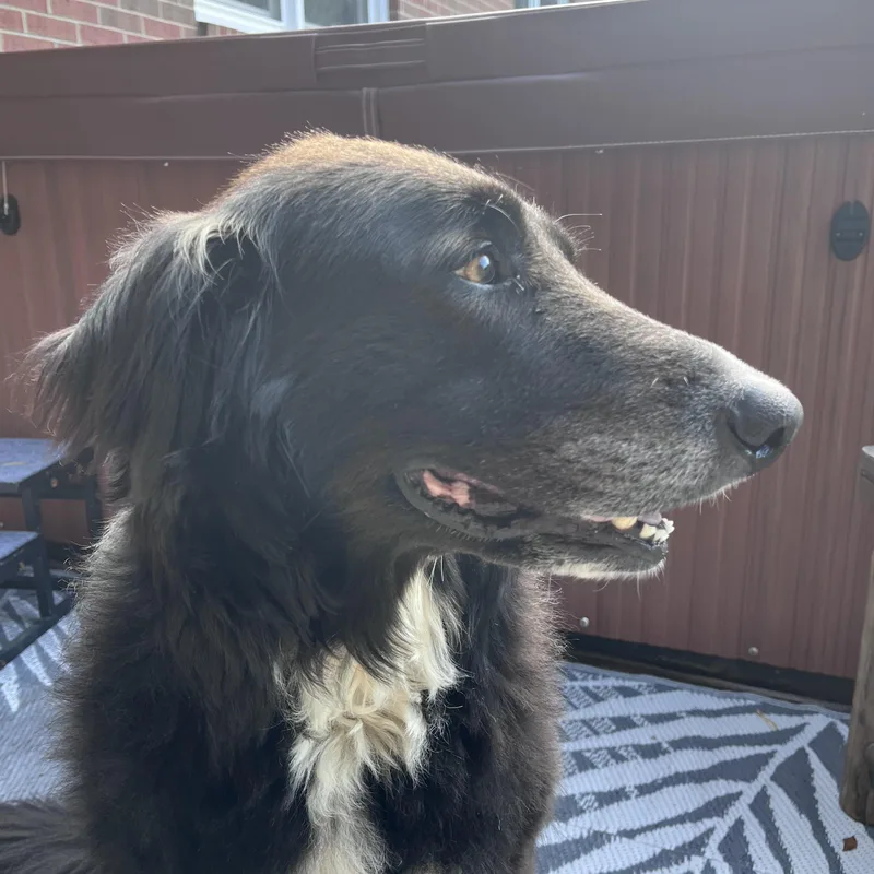 Cali the Dog thumbnail 3