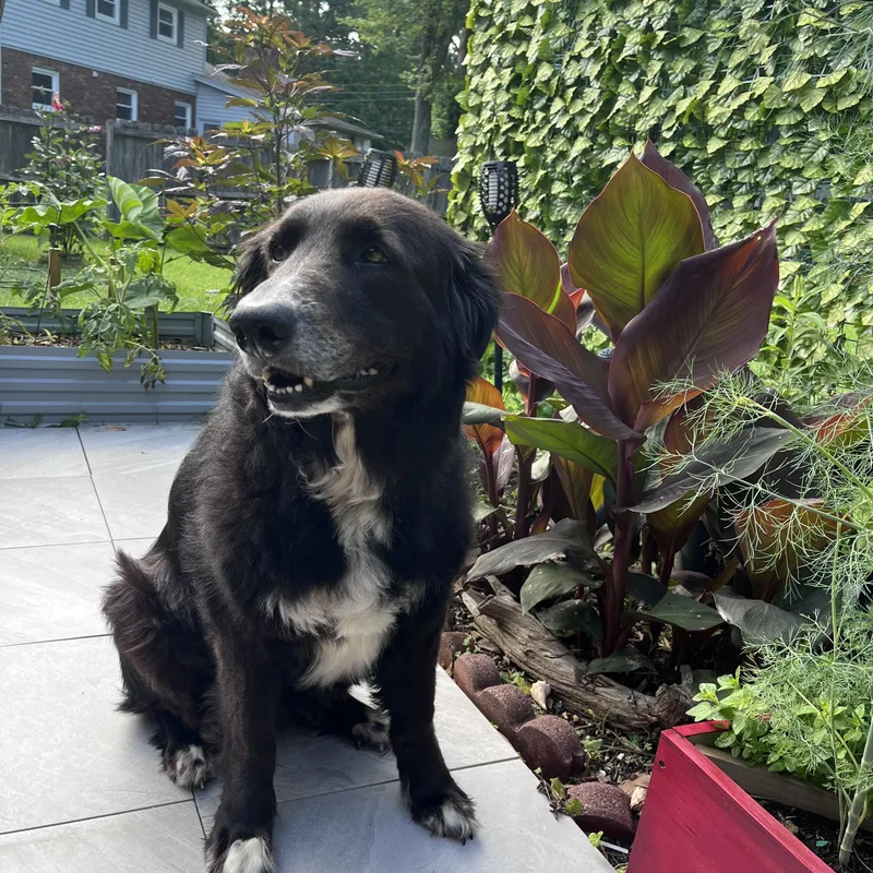 Cali the Dog thumbnail 4
