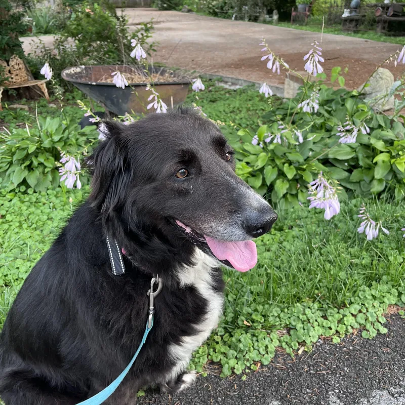 Cali the Dog thumbnail 5