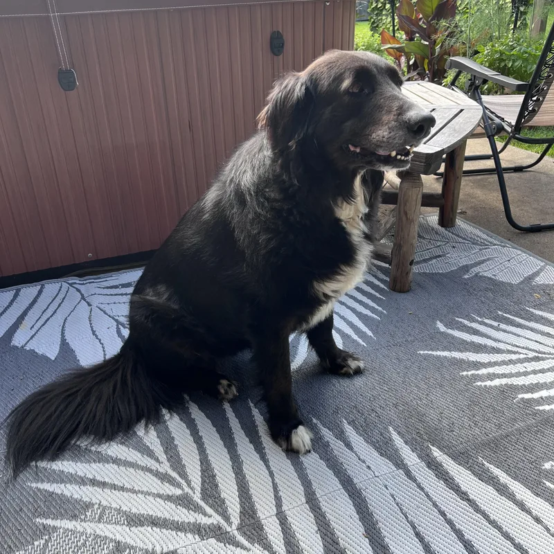 Cali the Dog thumbnail 6