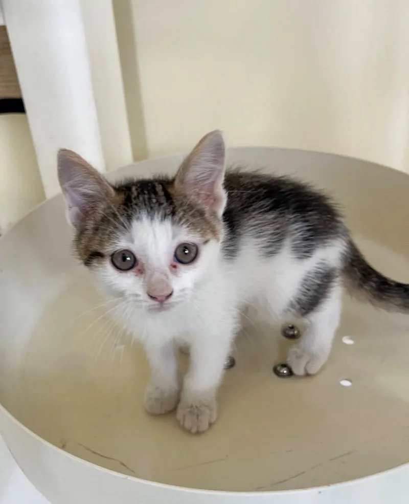 A baby medium-sized female Domestic Short Hair cat named Arwen for adoption in St. Ignace, MI