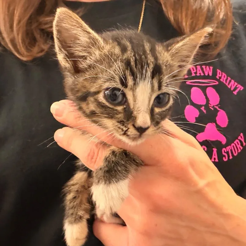 A baby small-sized female Gray / Blue / Silver Domestic Short Hair cat named Milkshake for adoption in Evensville, TN