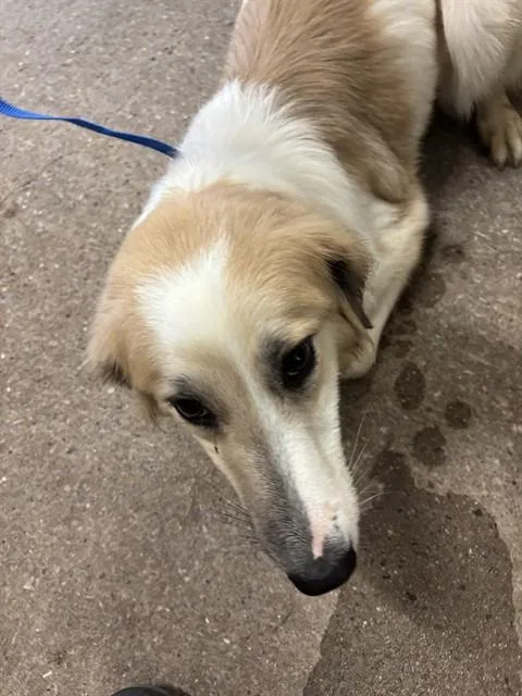 A young small-sized female Anatolian Shepherd dog named Lucy for adoption in Oklahoma City, OK