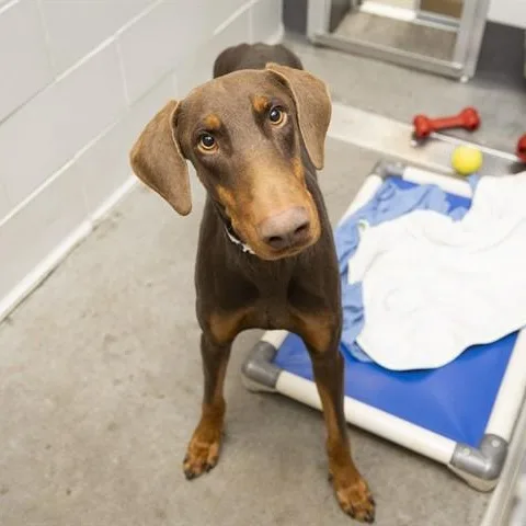 An adult large-sized male Red / Chestnut / Orange Doberman Pinscher dog named Romeo for adoption in Phoenix, AZ