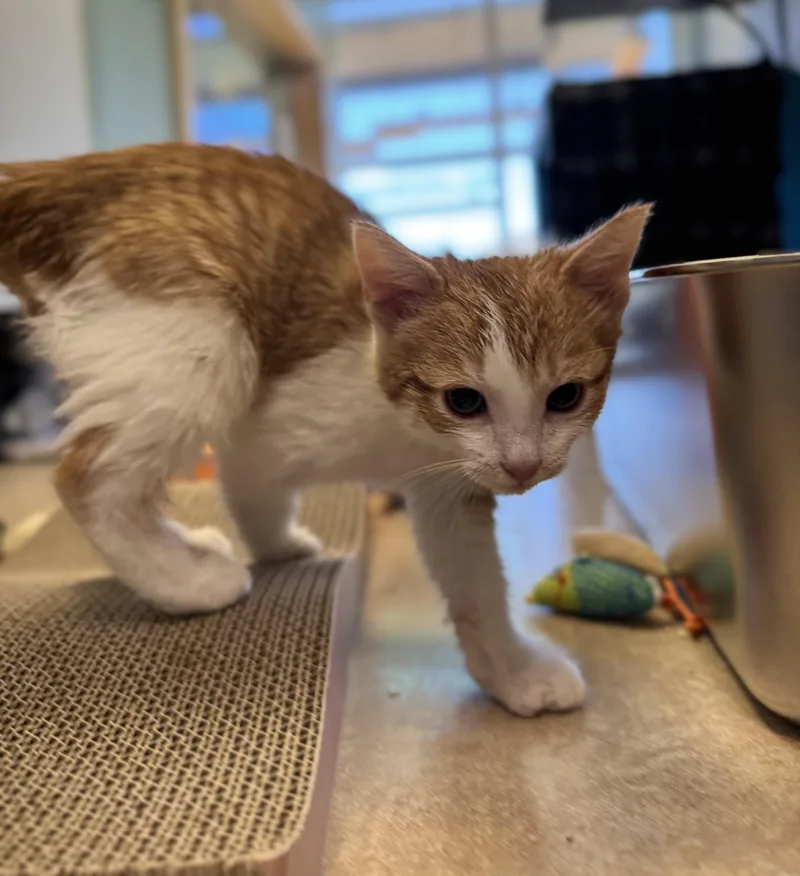 A young medium-sized male Tabby (Orange / Red) Domestic Short Hair cat named Greg for adoption in Eagle, CO