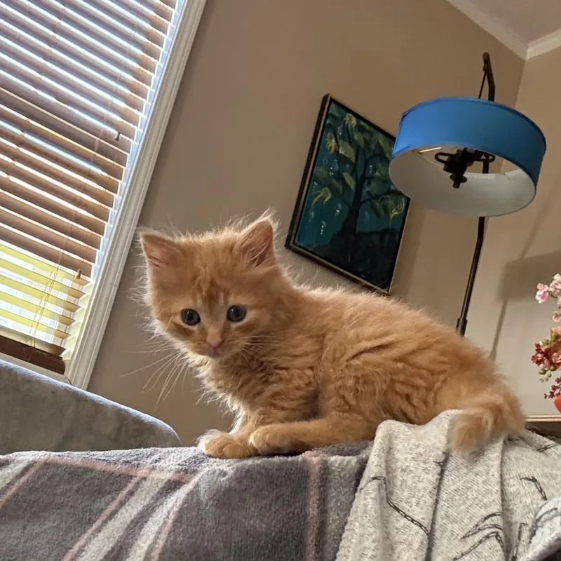A baby medium-sized female Orange / Red Domestic Long Hair cat named Wilma for adoption in Seymour, TN