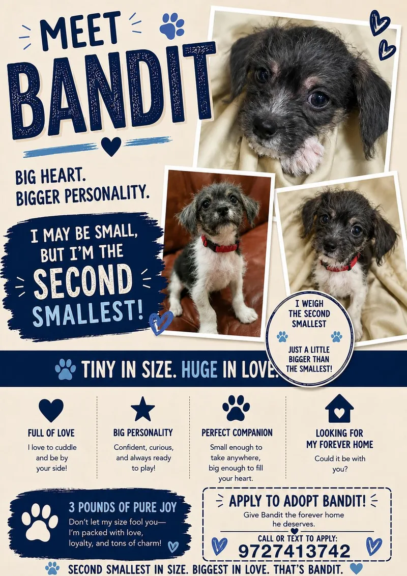 A baby small-sized male Black Cairn Terrier dog named Bandit for adoption in San Antonio, TX