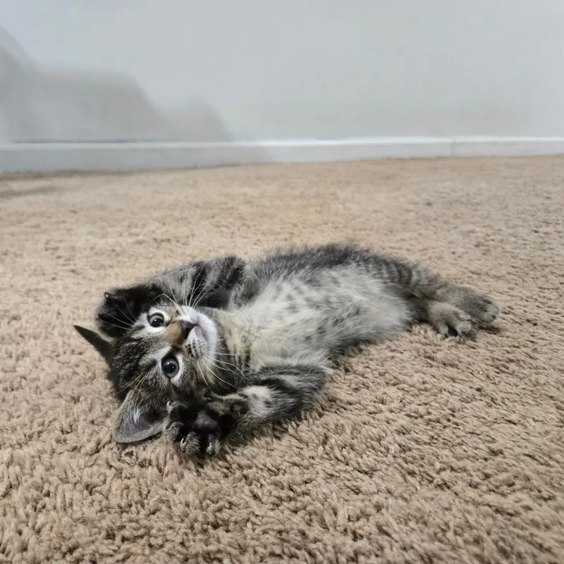 A baby small-sized male Brown / Chocolate Domestic Short Hair cat named Aye Aye for adoption in Wilmington, DE