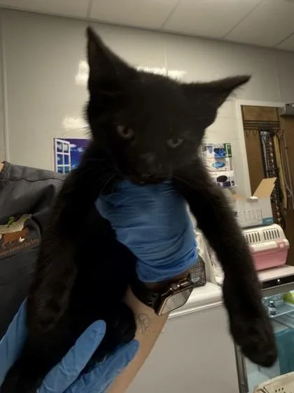 A young small-sized male Domestic Short Hair cat named B Decker for adoption in North Charleston, SC