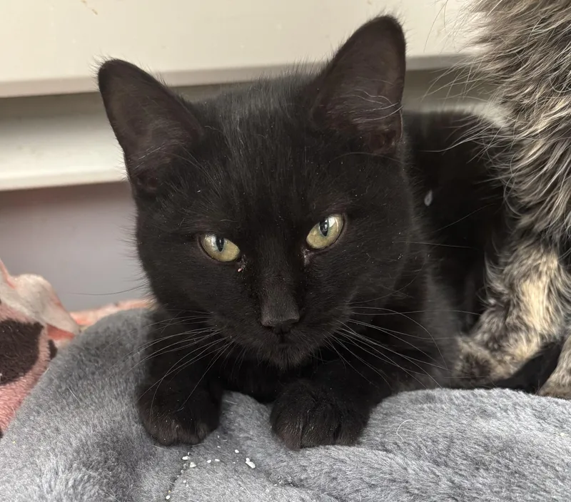 A young medium-sized female Black Domestic Short Hair cat named Berniece for adoption in Richland Center, WI
