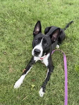 An adult large-sized male Black Mixed Breed dog named Willy for adoption in Kansas City, MO