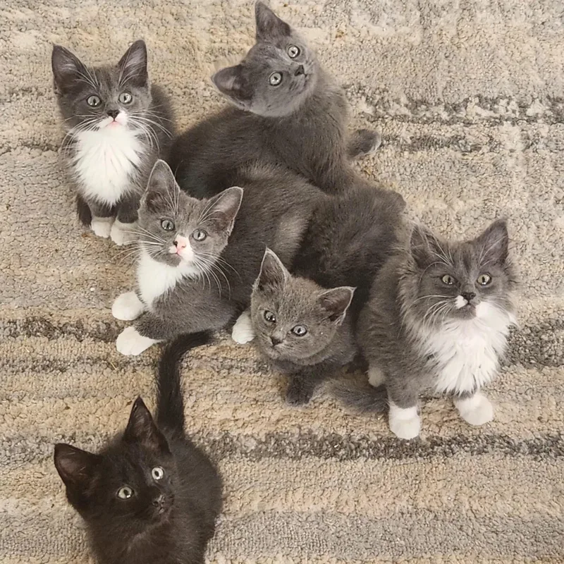 A baby small-sized female Gray / Blue / Silver Domestic Short Hair cat named Ramona for adoption in Rochester, MN
