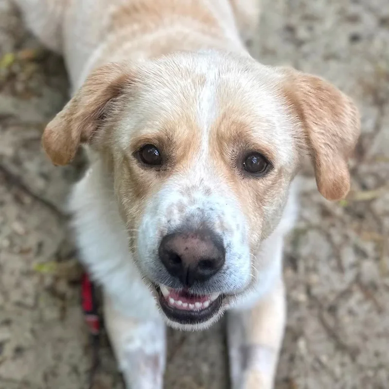 An adult large-sized male Yellow / Tan / Blond / Fawn Mixed Breed dog named Sparky for adoption in Fredericksburg, VA