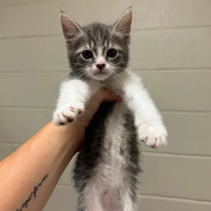 A baby small-sized female Gray / Blue / Silver Domestic Short Hair cat named Helena for adoption in Bristol, IN