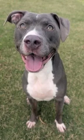 An adult medium-sized female Pit Bull Terrier dog named Bella for adoption in Redlands, CA