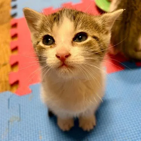 A baby small-sized female Gray / Blue / Silver Domestic Short Hair cat named Maya for adoption in Chapel Hill, NC