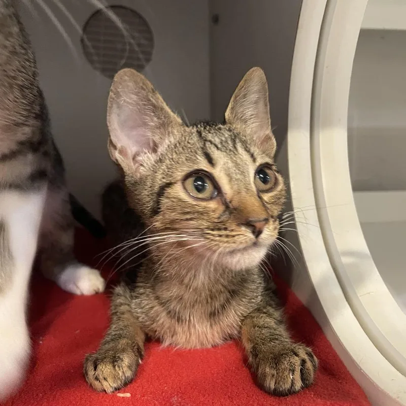A baby small-sized male Gray / Blue / Silver Domestic Short Hair cat named Perry for adoption in Seminole, FL