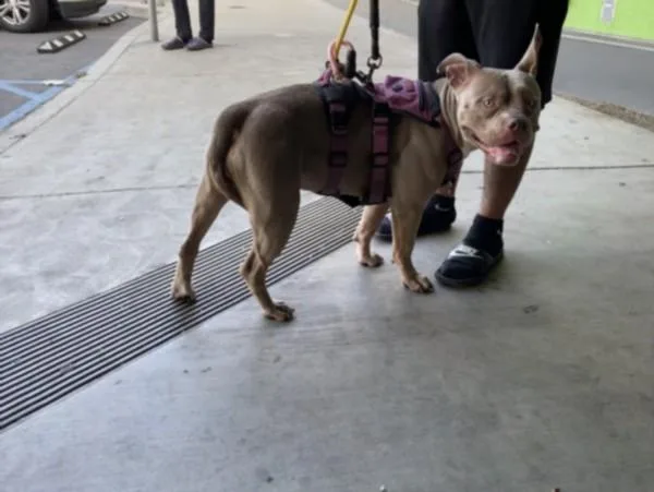 An adult large-sized female American Bulldog dog named Waffles for adoption in Los Angeles, CA