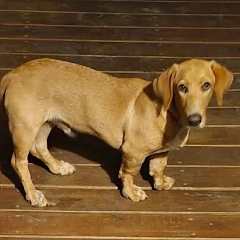 A young medium-sized male Basset Hound dog named Buster for adoption in Donalsonville, GA